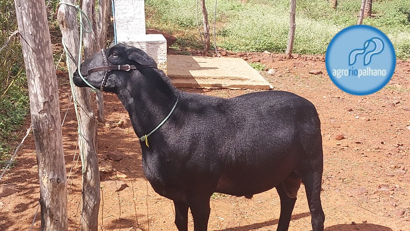 Rotina no campo AgroRioPalhano